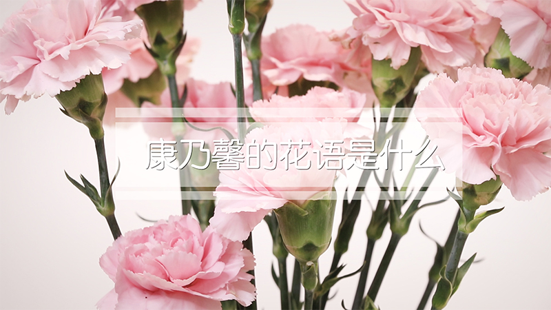 康乃馨花语 代表图片